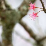 flor de cerejeira. sakura é parte de outras estórias por Ca Mila e também disponível como fine art edição limitada