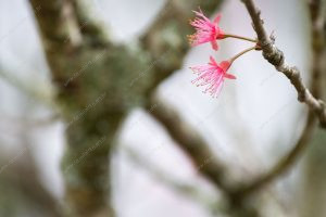 flor de cerejeira. sakura é parte de outras estórias por Ca Mila e também disponível como fine art edição limitada
