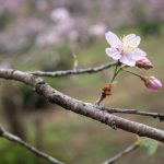 flor de cerejeira. sakura é parte de outras estórias por Ca Mila e também disponível como fine art edição limitada