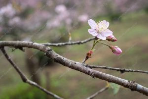 flor de cerejeira. sakura é parte de outras estórias por Ca Mila e também disponível como fine art edição limitada