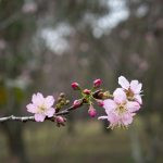 flor de cerejeira. sakura é parte de outras estórias por Ca Mila e também disponível como fine art edição limitada
