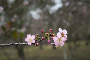 flor de cerejeira. sakura é parte de outras estórias por Ca Mila e também disponível como fine art edição limitada