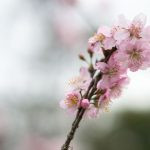 flor de cerejeira. sakura é parte de outras estórias por Ca Mila e também disponível como fine art edição limitada