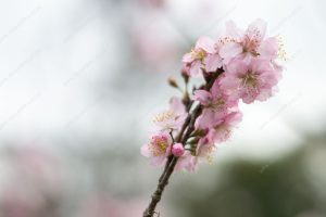 flor de cerejeira. sakura é parte de outras estórias por Ca Mila e também disponível como fine art edição limitada