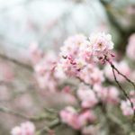flor de cerejeira. sakura é parte de outras estórias por Ca Mila e também disponível como fine art edição limitada