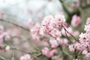 flor de cerejeira. sakura é parte de outras estórias por Ca Mila e também disponível como fine art edição limitada