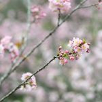 flor de cerejeira. sakura é parte de outras estórias por Ca Mila e também disponível como fine art edição limitada