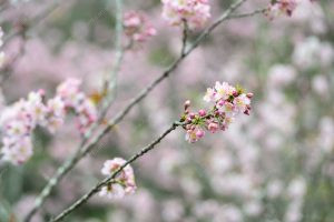 flor de cerejeira. sakura é parte de outras estórias por Ca Mila e também disponível como fine art edição limitada