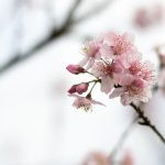 flor de cerejeira. sakura é parte de outras estórias por Ca Mila e também disponível como fine art edição limitada