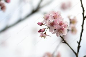 flor de cerejeira. sakura é parte de outras estórias por Ca Mila e também disponível como fine art edição limitada