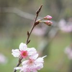 flor de cerejeira. sakura é parte de outras estórias por Ca Mila e também disponível como fine art edição limitada
