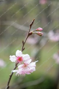 flor de cerejeira. sakura é parte de outras estórias por Ca Mila e também disponível como fine art edição limitada