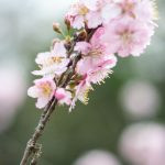 flor de cerejeira. sakura é parte de outras estórias por Ca Mila e também disponível como fine art edição limitada