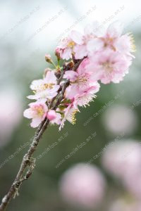 flor de cerejeira. sakura é parte de outras estórias por Ca Mila e também disponível como fine art edição limitada