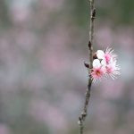 flor de cerejeira. sakura é parte de outras estórias por Ca Mila e também disponível como fine art edição limitada