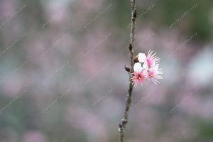 flor de cerejeira. sakura é parte de outras estórias por Ca Mila e também disponível como fine art edição limitada