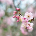 flor de cerejeira. sakura é parte de outras estórias por Ca Mila e também disponível como fine art edição limitada