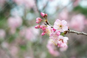 flor de cerejeira. sakura é parte de outras estórias por Ca Mila e também disponível como fine art edição limitada