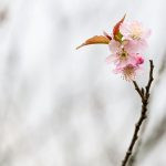 flor de cerejeira. sakura é parte de outras estórias por Ca Mila e também disponível como fine art edição limitada