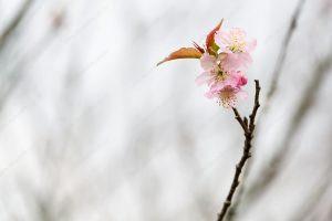 flor de cerejeira. sakura é parte de outras estórias por Ca Mila e também disponível como fine art edição limitada