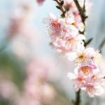 flor de cerejeira. sakura é parte de outras estórias por Ca Mila e também disponível como fine art edição limitada