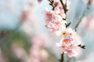 flor de cerejeira. sakura é parte de outras estórias por Ca Mila e também disponível como fine art edição limitada