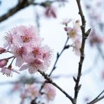 flor de cerejeira. sakura é parte de outras estórias por Ca Mila e também disponível como fine art edição limitada