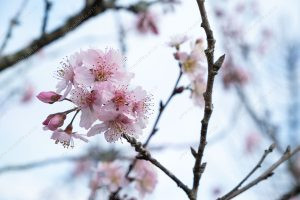 flor de cerejeira. sakura é parte de outras estórias por Ca Mila e também disponível como fine art edição limitada