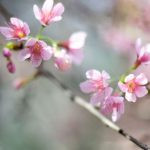 flor de cerejeira. sakura é parte de outras estórias por Ca Mila e também disponível como fine art edição limitada