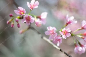 flor de cerejeira. sakura é parte de outras estórias por Ca Mila e também disponível como fine art edição limitada
