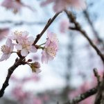 flor de cerejeira. sakura é parte de outras estórias por Ca Mila e também disponível como fine art edição limitada
