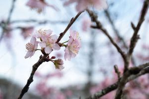 flor de cerejeira. sakura é parte de outras estórias por Ca Mila e também disponível como fine art edição limitada