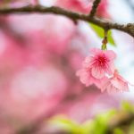 flor de cerejeira. sakura é parte de outras estórias por Ca Mila e também disponível como fine art edição limitada