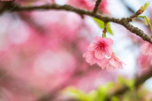 flor de cerejeira. sakura é parte de outras estórias por Ca Mila e também disponível como fine art edição limitada