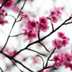 flor de cerejeira. sakura é parte de outras estórias por Ca Mila e também disponível como fine art edição limitada