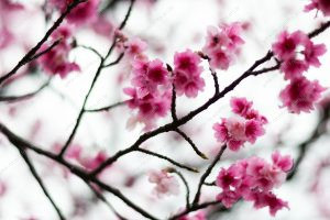 flor de cerejeira. sakura é parte de outras estórias por Ca Mila e também disponível como fine art edição limitada