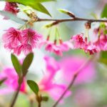 flor de cerejeira. sakura é parte de outras estórias por Ca Mila e também disponível como fine art edição limitada
