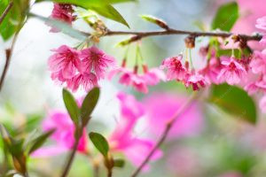 flor de cerejeira. sakura é parte de outras estórias por Ca Mila e também disponível como fine art edição limitada