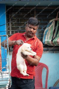 uma pessoa penteando um cachorro. vida de cachorro é parte de outras estórias por Ca Mila