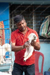uma pessoa penteando um cachorro. vida de cachorro é parte de outras estórias por Ca Mila