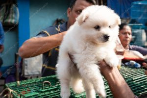 uma pessoa entregando um cachorro para outra. vida de cachorro é parte de outras estórias por Ca Mila
