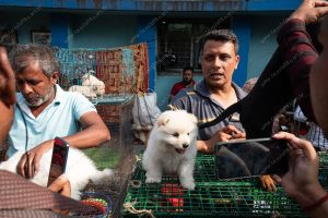 cachorros em uma mesa sendo comercializados. vida de cachorro é parte de outras estórias por Ca Mila