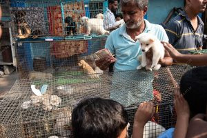 um vendedor olhando para algumas notas de dinheiro. vida de cachorro é parte de outras estórias por Ca Mila