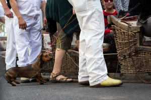 pessoas e um cachorro entrando no carrinho. vida de cachorro é parte de outras estórias por Ca Mila