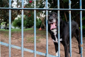 um cachorro no portão. vida de cachorro é parte de outras estórias por Ca Mila