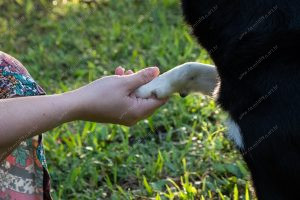 um cachorro dando a pata para uma pessoa. vida de cachorro é parte de outras estórias por Ca Mila