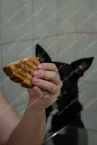 um sanduíche e um cachorro. vida de cachorro é parte de outras estórias por Ca Mila