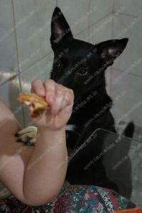 um sanduíche e um cachorro. vida de cachorro é parte de outras estórias por Ca Mila