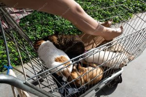 um carrinho de supermercado, um manequim e alguns cachorros. vida de cachorro é parte de outras estórias por Ca Mila