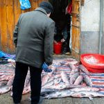 uma pessoa comprando peixe. peixe é parte de outras estórias por Ca Mila